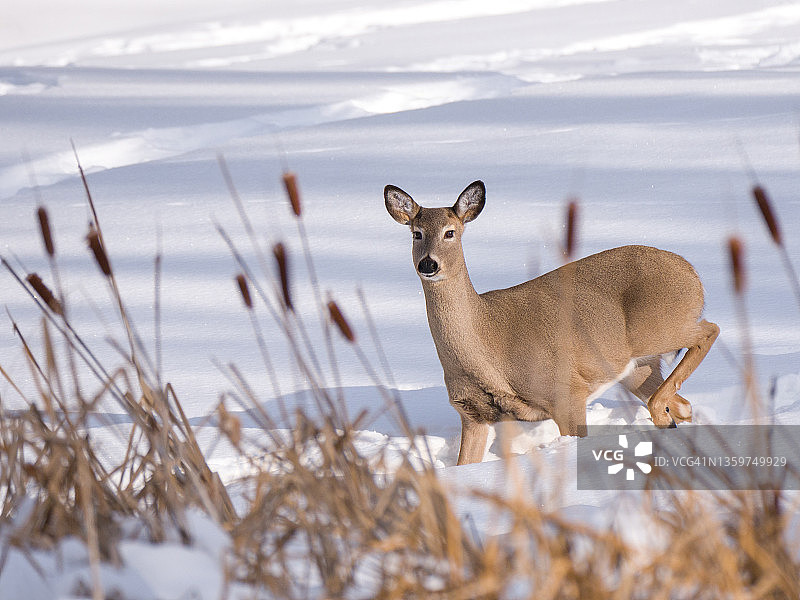 冬季风景中的白尾母鹿图片素材