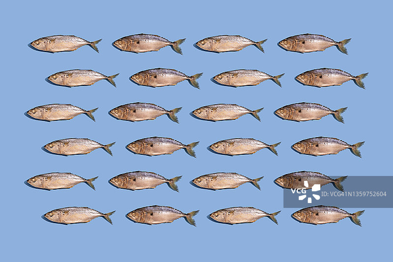 蓝色背景上的新鲜印度鲭鱼图片素材