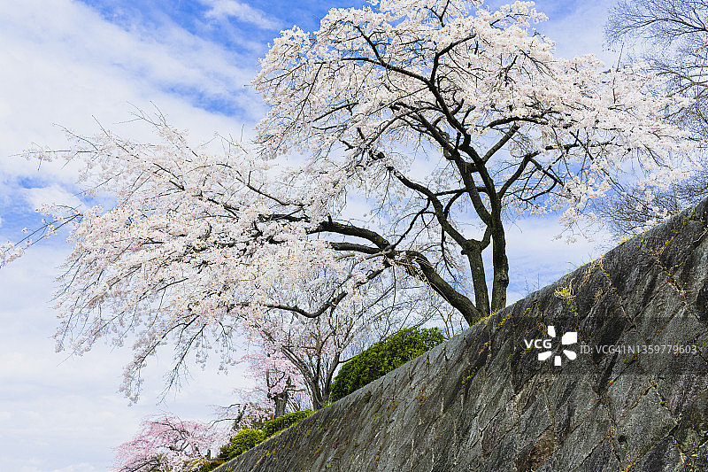 哭泣的樱花图片素材