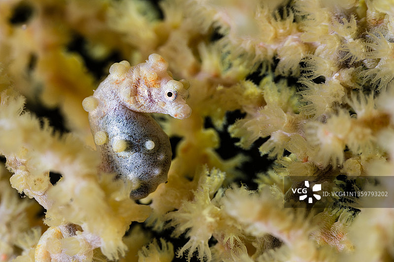 黄色豆丁海马图片素材