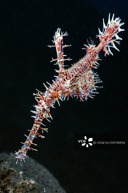 华丽的海龙图片素材