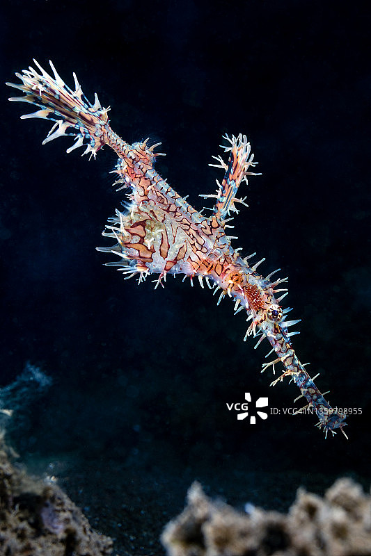 华丽的海龙图片素材