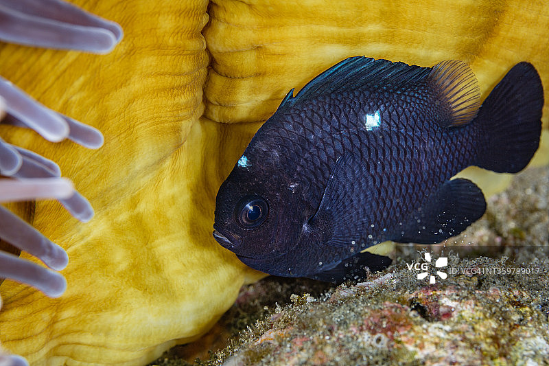 睡觉的三点园雀鲷幼鱼图片素材