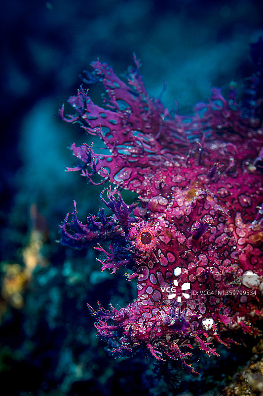 丝状棘鲉特写图片素材