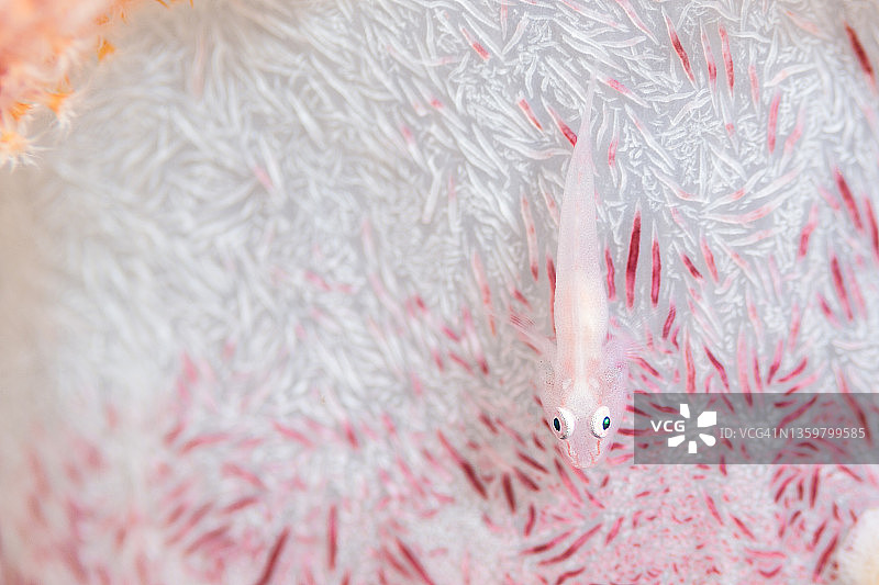 软珊瑚虾虎鱼图片素材