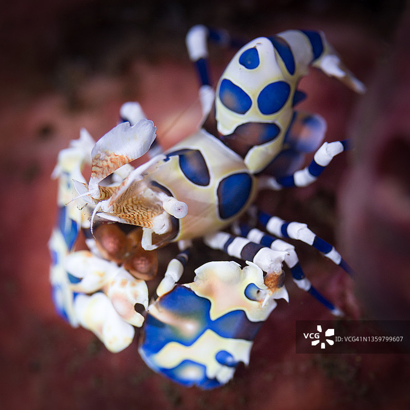 丑角虾图片素材