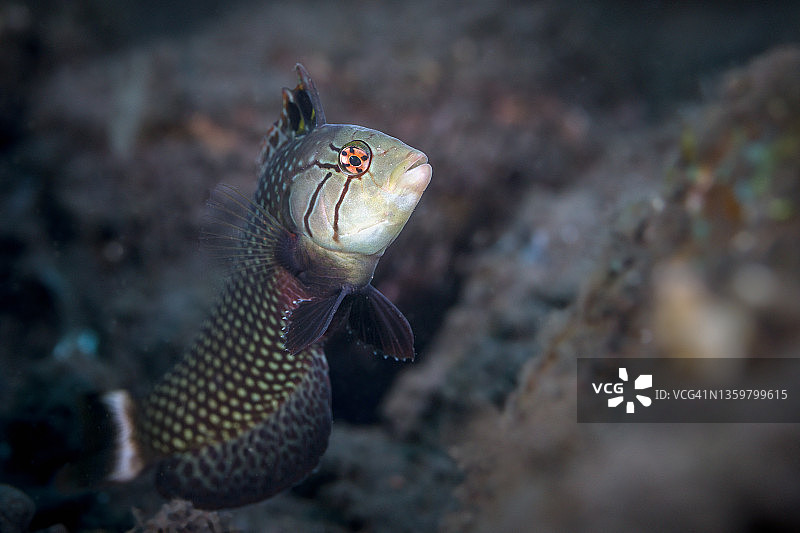 岩石移动濑鱼图片素材