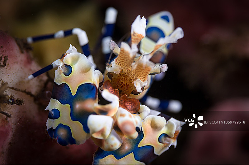 丑角虾图片素材