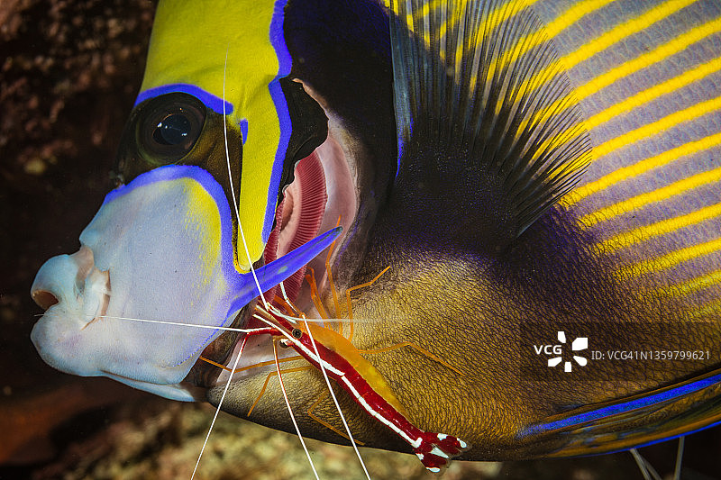 清洁中的皇帝神仙鱼图片素材