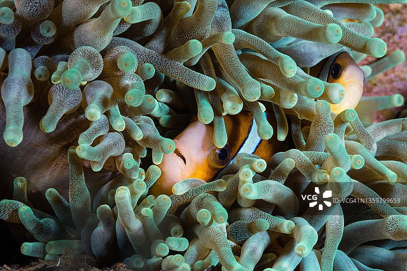 克氏海葵鱼夫妇图片素材