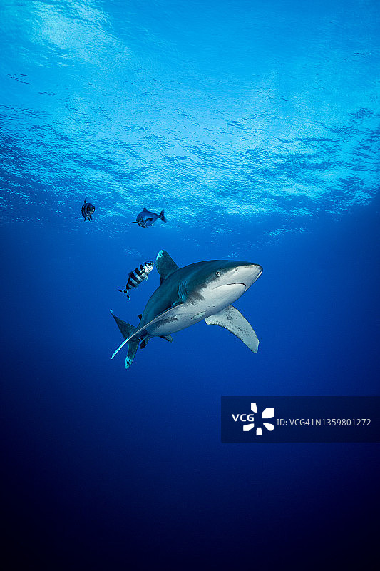 远洋白鳍鲨与领航鱼，红海兄弟岛图片素材