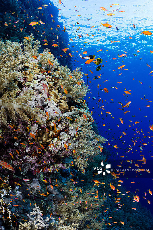 红海小兄弟岛的珊瑚礁图片素材