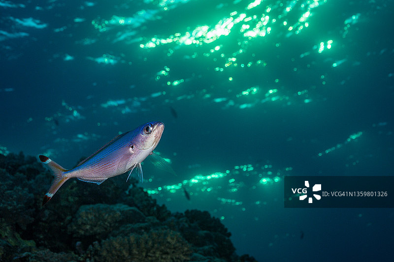 黄昏时的燧发枪手，红海图片素材