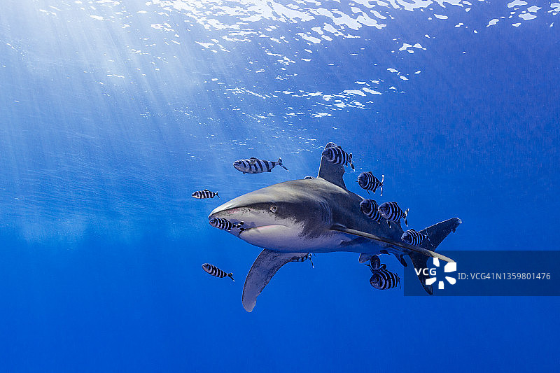 远洋白鳍鲨与领航鱼，红海兄弟岛图片素材