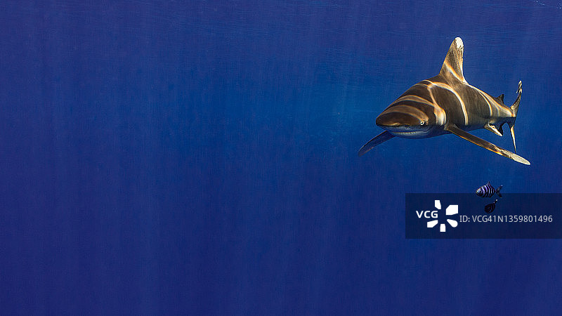 红海兄弟岛的远洋白鳍鲨图片素材