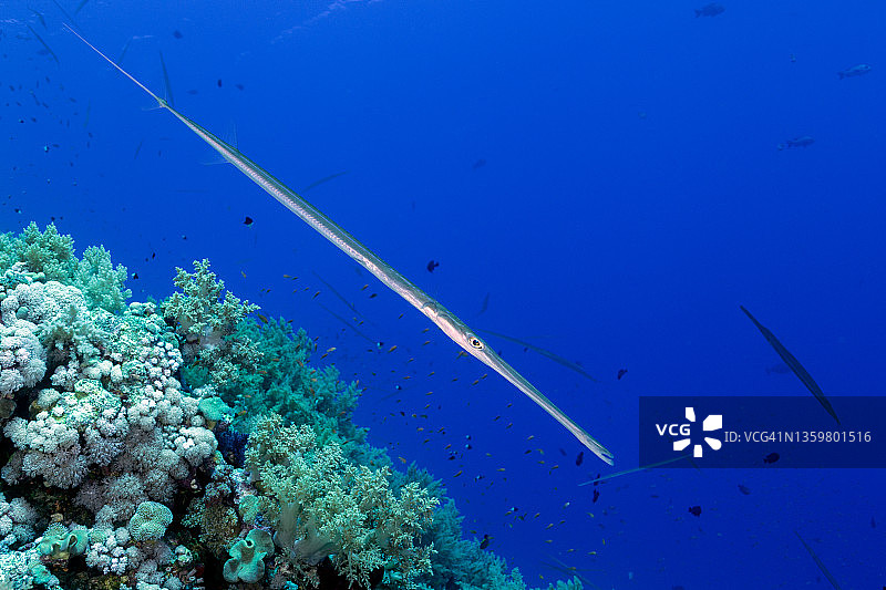 小兄弟岛红海的烟管鱼图片素材