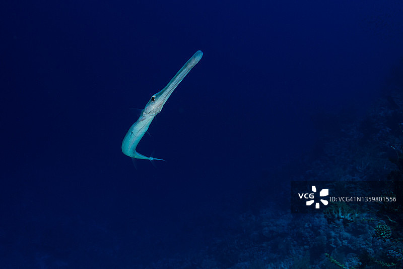 红海小兄弟岛的烟管鱼图片素材