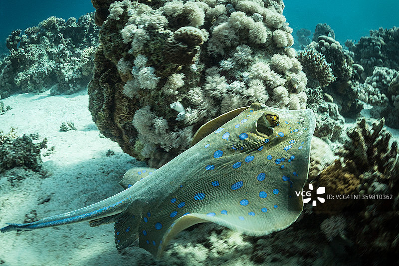 黄貂鱼，红海图片素材