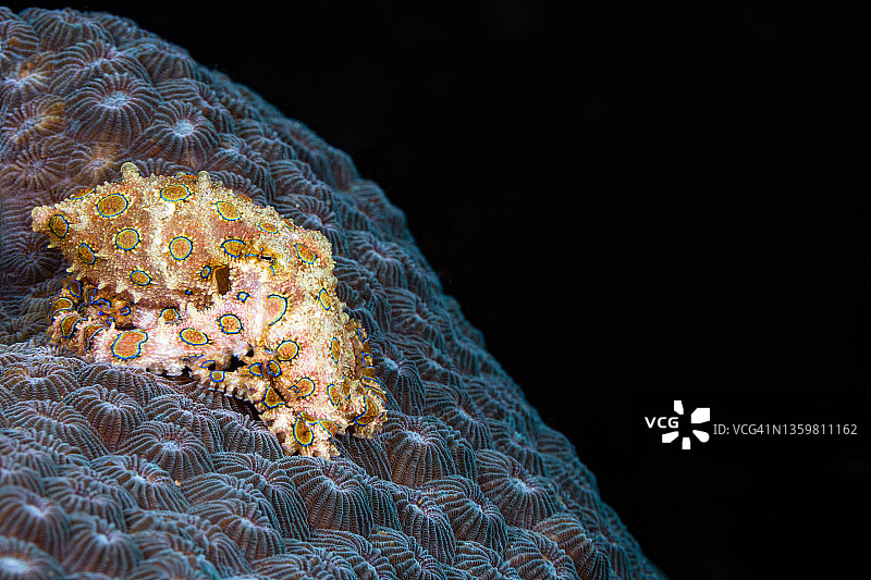 蓝环章鱼图片素材