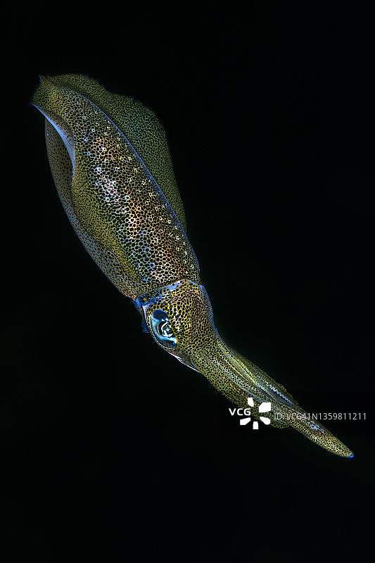 大鳍礁鱿鱼图片素材