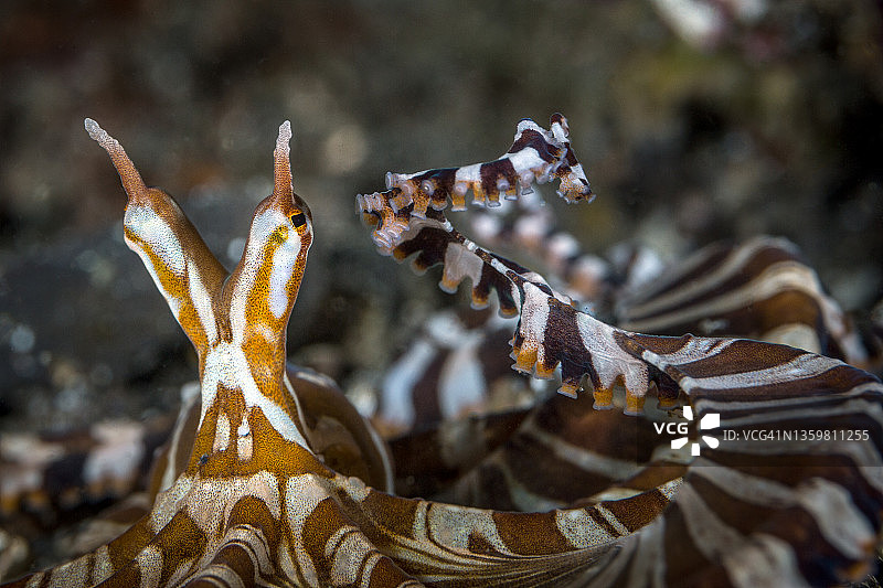 拟态章鱼图片素材