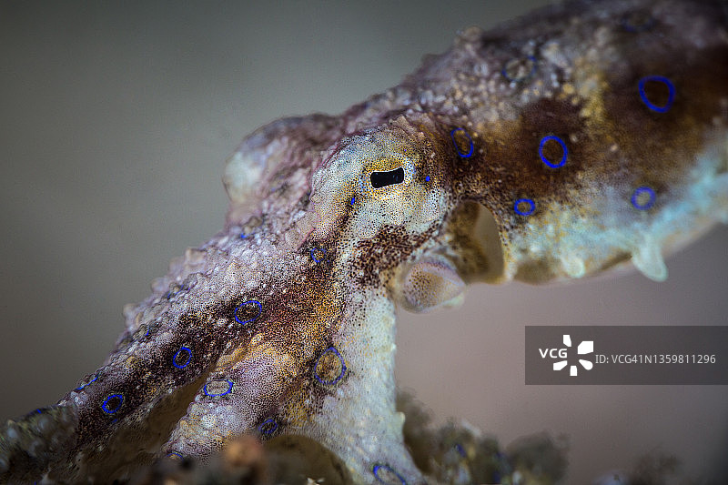 蓝环章鱼图片素材