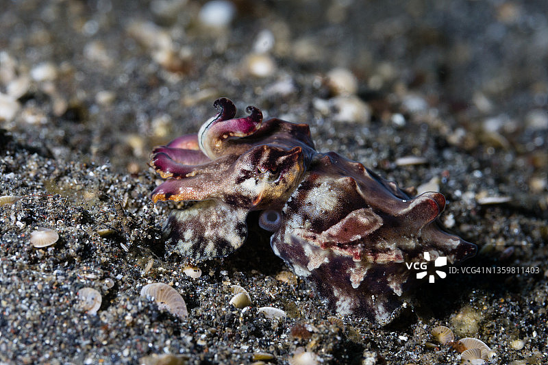 火焰乌贼图片素材