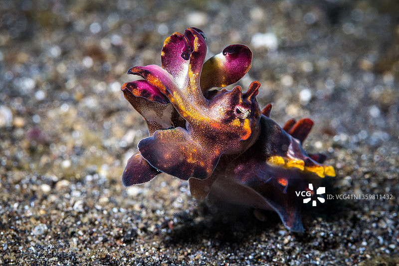 火焰乌贼图片素材