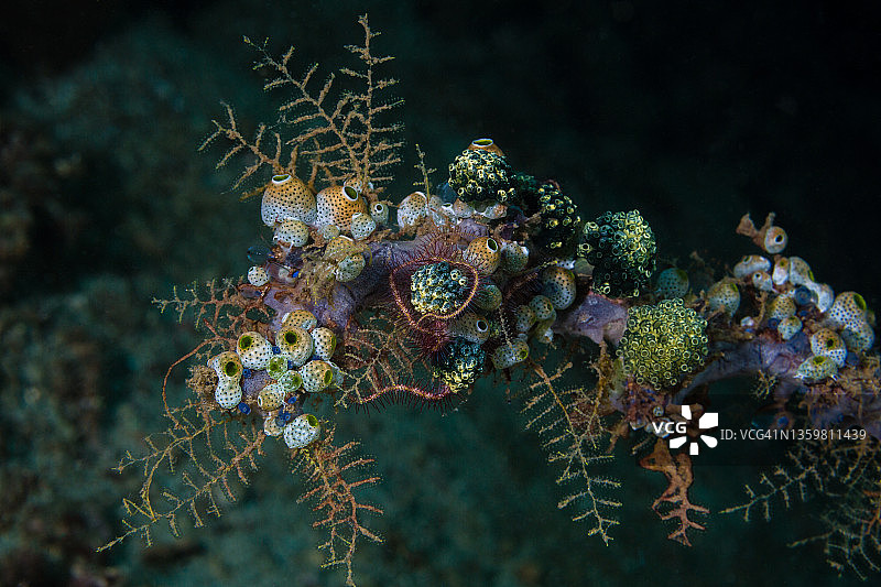 海鞘和水螅虫图片素材