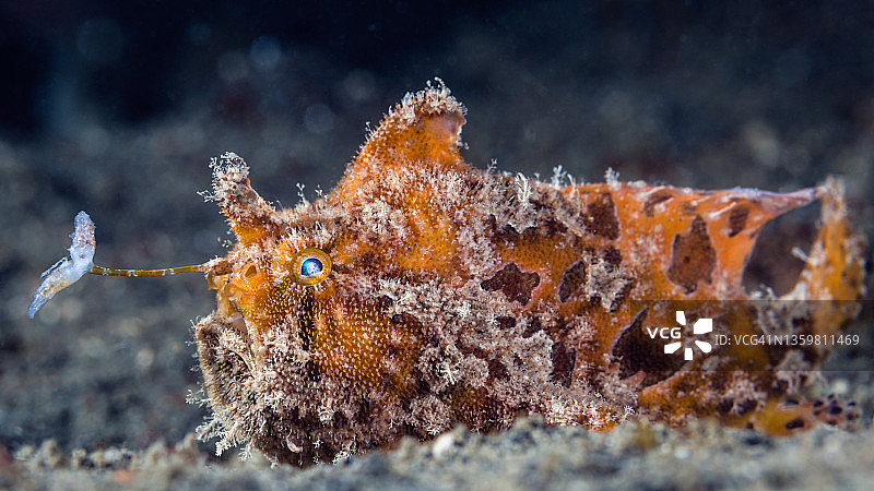 毛海蟾鱼图片素材