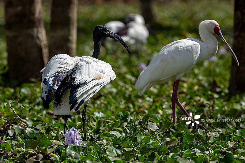 野生环境下的神圣朱鹭之翼图片素材