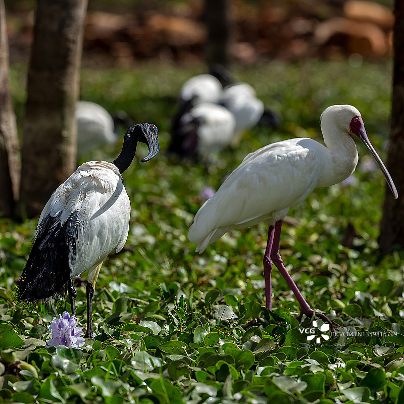 野生环境下的神圣朱鹭之翼图片素材
