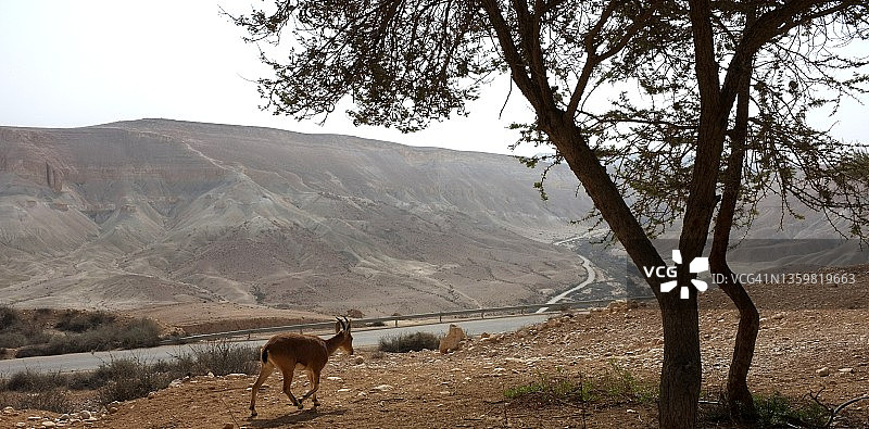 斯代博凯尔全景：内盖夫沙漠山脉背景下的景象，前景是努比亚野山羊图片素材