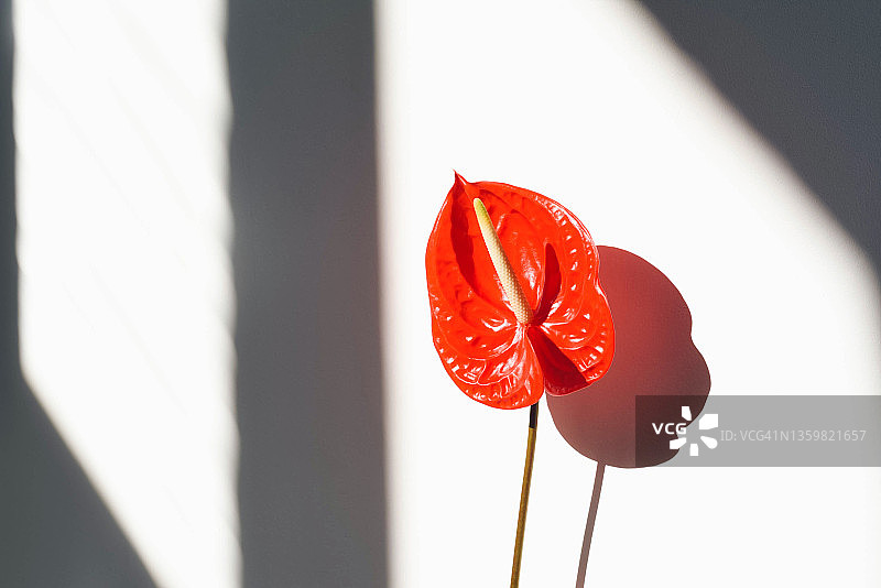 阳光下白色背景上的红掌花。阳光在红色红掌花上的阴影。通用白色背景。图片素材