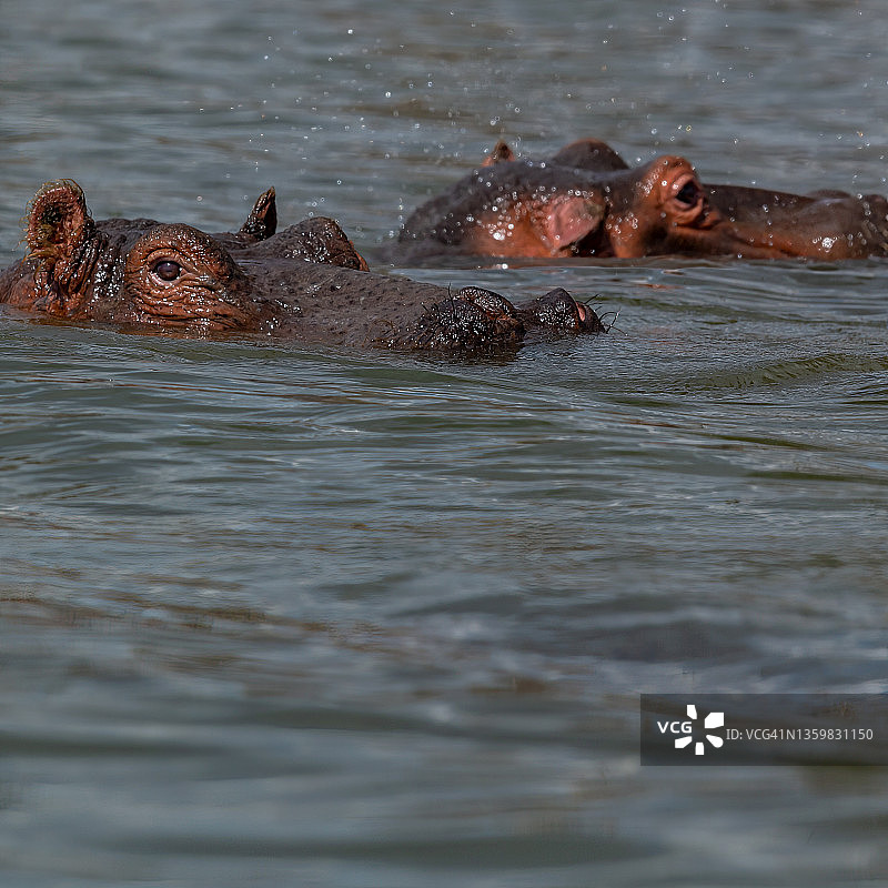 漂浮在水面上的河马图片素材
