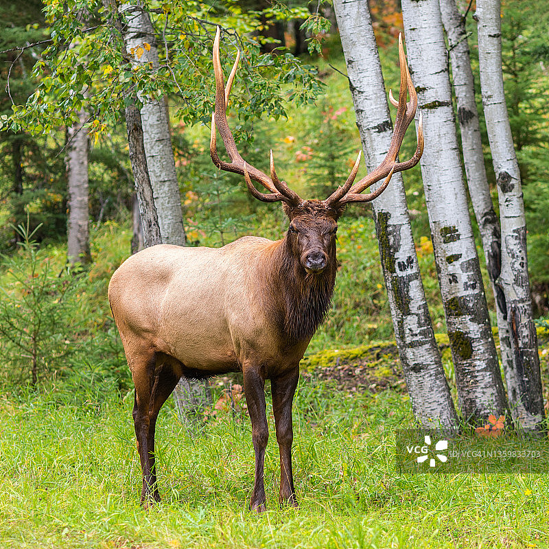 森林边缘的公牛麋鹿图片素材