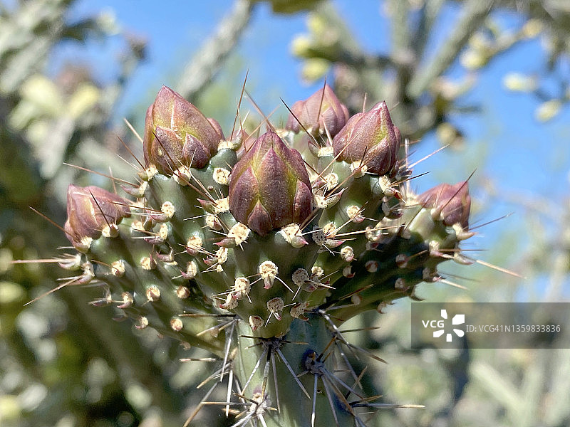 亚利桑那州图森市的金球掌花蕾图片素材