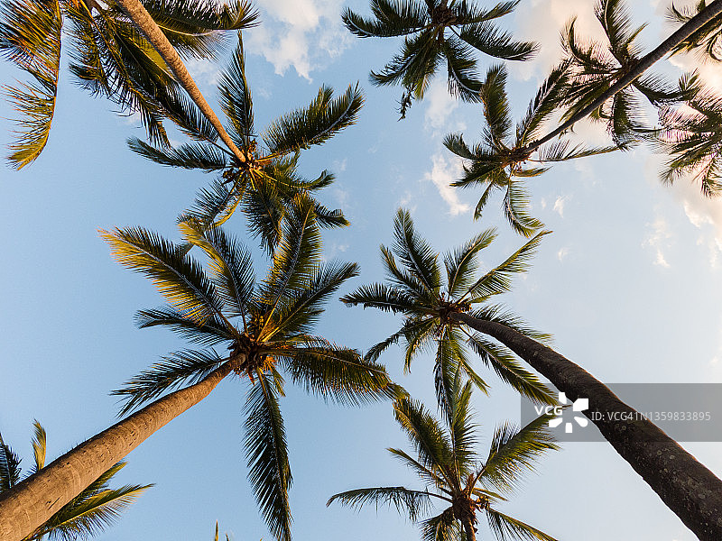 日落时分的棕榈树景观，留尼汪岛格兰德安斯海滩图片素材
