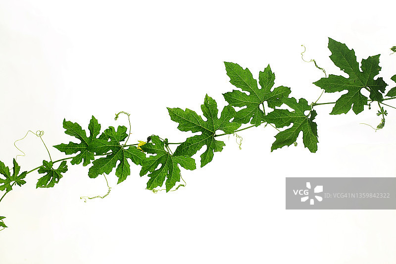 白色背景上的黄瓜叶图片素材