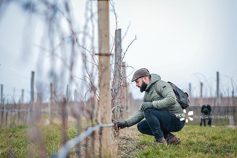 修剪树枝图片素材