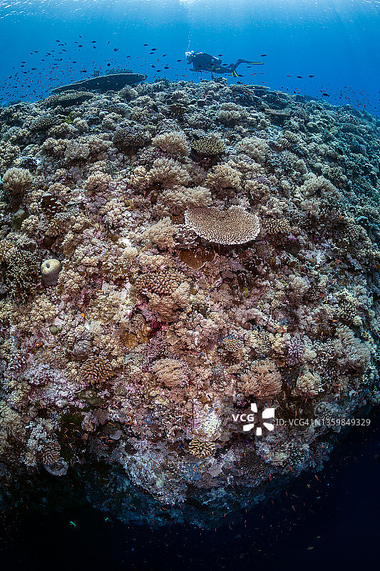 潜水员在礁石顶部图片素材