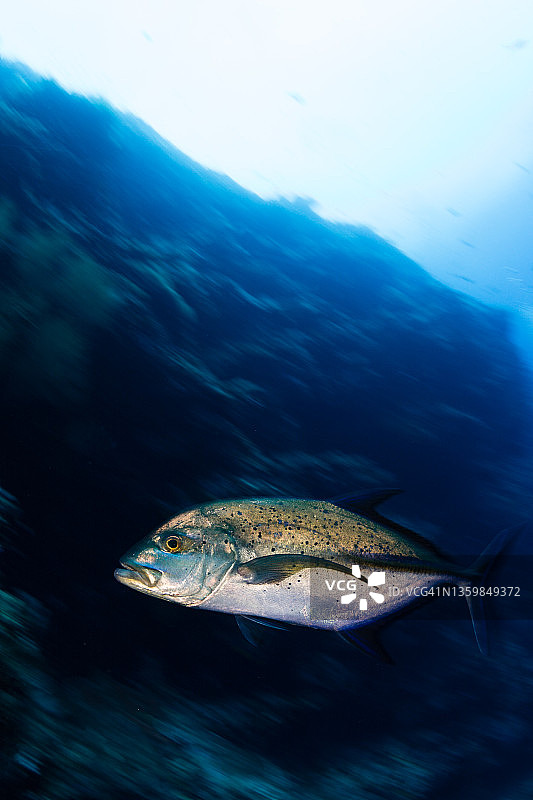 蓝鳍鲹图片素材