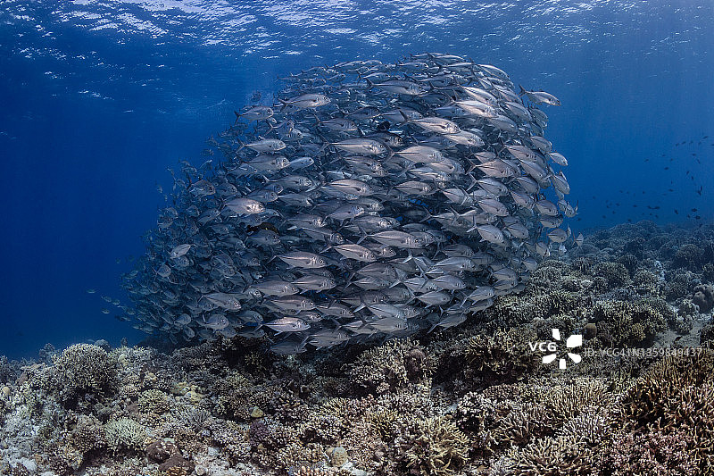 大眼鲹鱼群图片素材