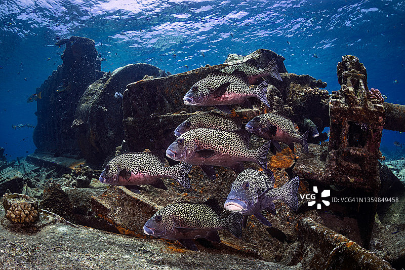 Delsan沉船旧引擎旁的多斑石鲈图片素材