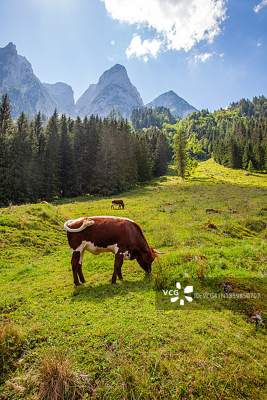 奥地利阿尔卑斯山牧场上的一头牛图片素材