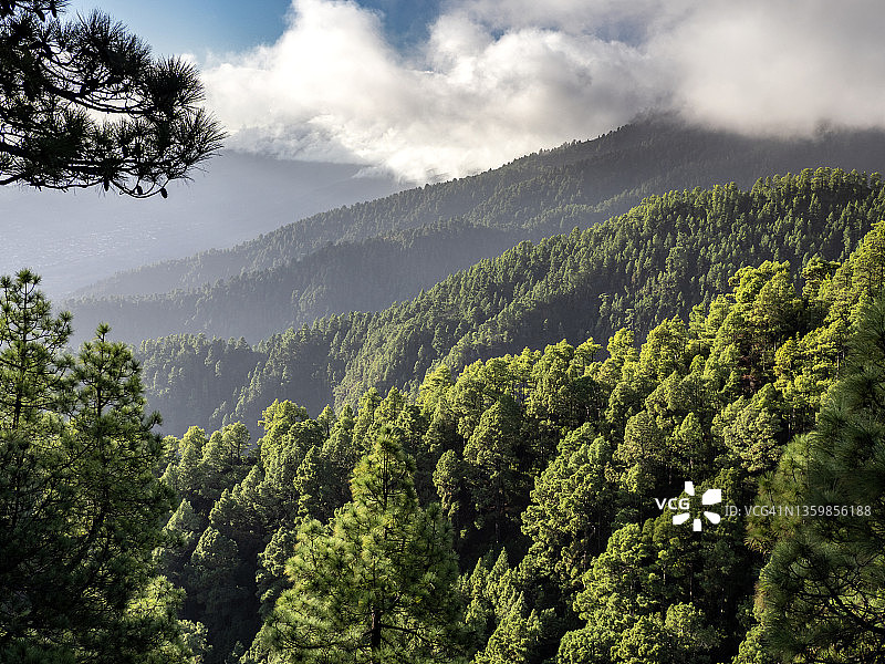 拉帕尔马岛加那利松树林山区风光图片素材