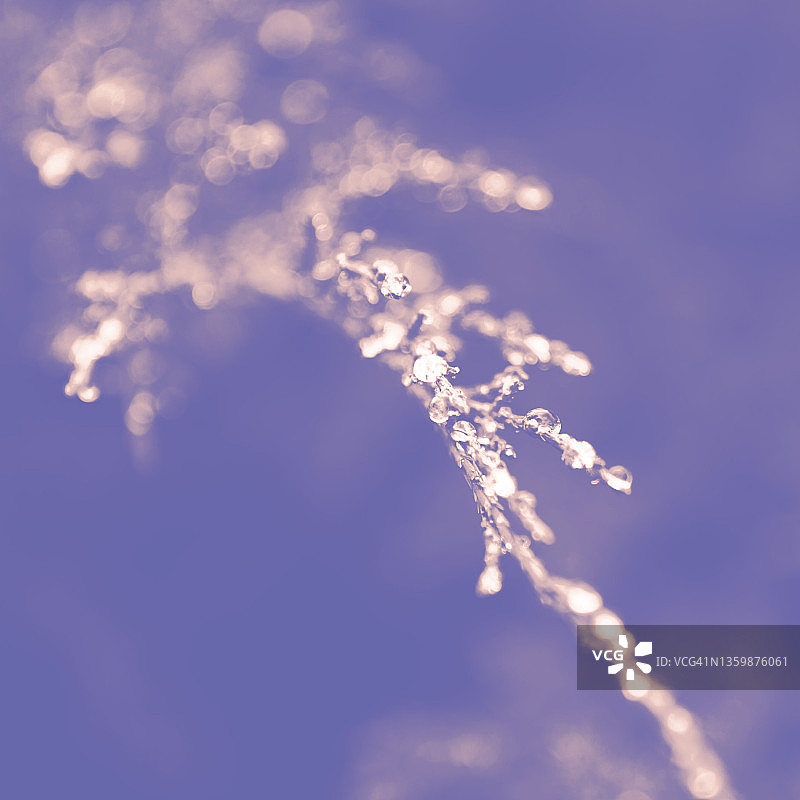 带有雨滴的针叶树枝的微距照片图片素材