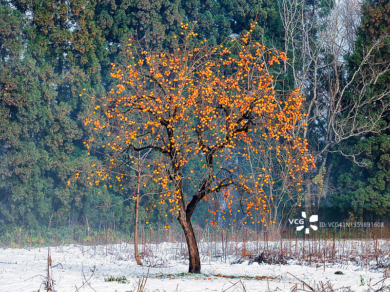 初冬时节剩余的柿子图片素材