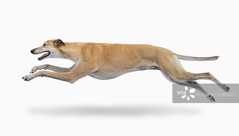 白色背景上的快速灰狗图片素材