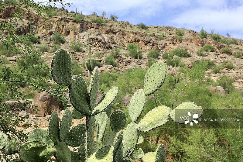 索诺拉沙漠图片素材